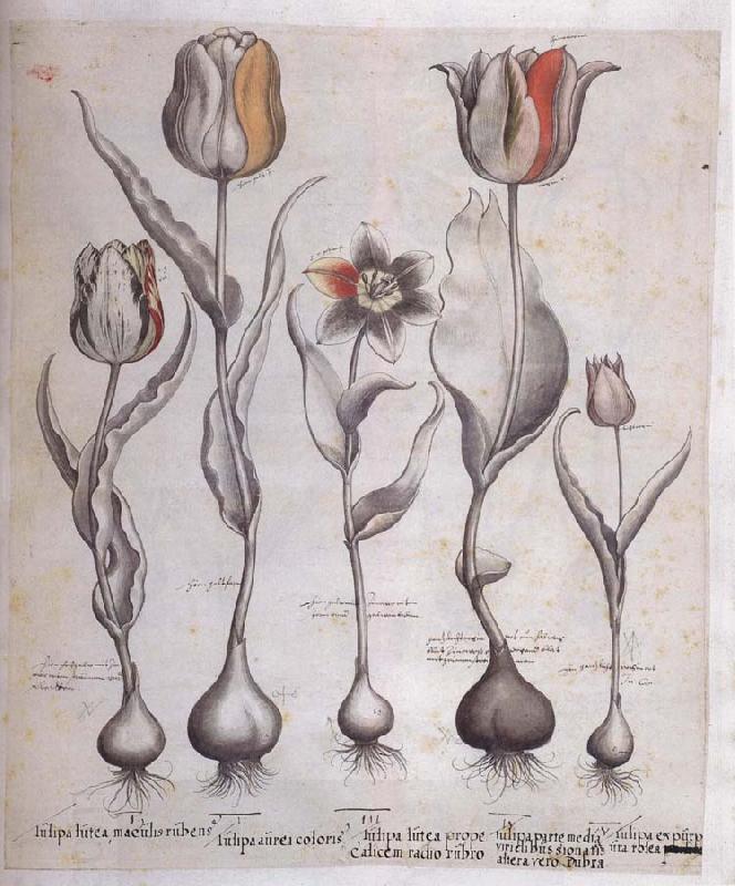 Basilius Besler Drawing for the Hortus Eystettensis China oil painting art